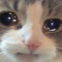 Xieron_stolen_emoji_1773894995 Emote