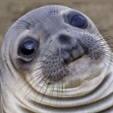 chubbyseal Emote
