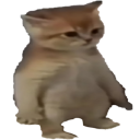 8426cat Emote