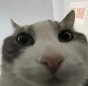 wires Emote