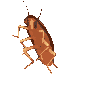 cockroach Emote