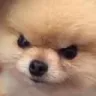 cat0254KEKWww Emote