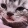 cat_cry Emote