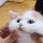 CatCheeks Emote