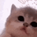 emoji_1783085073835 Emote