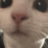 catclose Emote