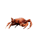 dancecrab Emote