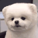 48421puppyheadtilt Emote