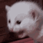 scremcat Emote