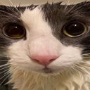 sogged Emote