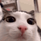 cat_blink Emote