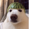 watermelondog Emote