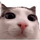 8324plink Emote