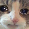 Cat_Cry Emote