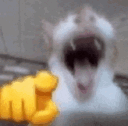 kitty_cat_laughing Emote