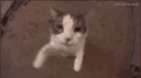 kissi Emote