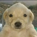 perrito Emote