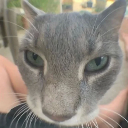 cat_gr Emote