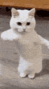 8286catdance Emote
