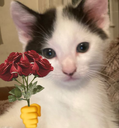 M_96 Emote