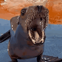 sealionjiggle Emote