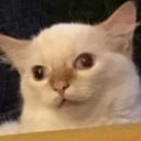 98837dumbcat Emote
