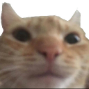 gato1 Emote