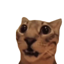 catsurprised Emote