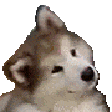 confuseddog Emote