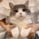 CatDance Emote