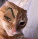 gato_ceja_edited2 Emote
