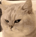 SideeyeCat Emote