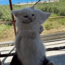 Cute_Cats_Hug Emote