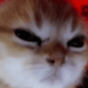 angry_cat Emote