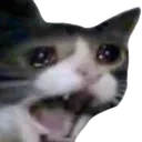4318137catscream Emote