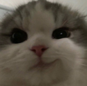 catsmirk Emote