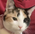 elishas_car Emote