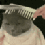 Cat_Haircut Emote