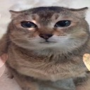 tole_tole Emote