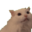 cat_nyaaa Emote